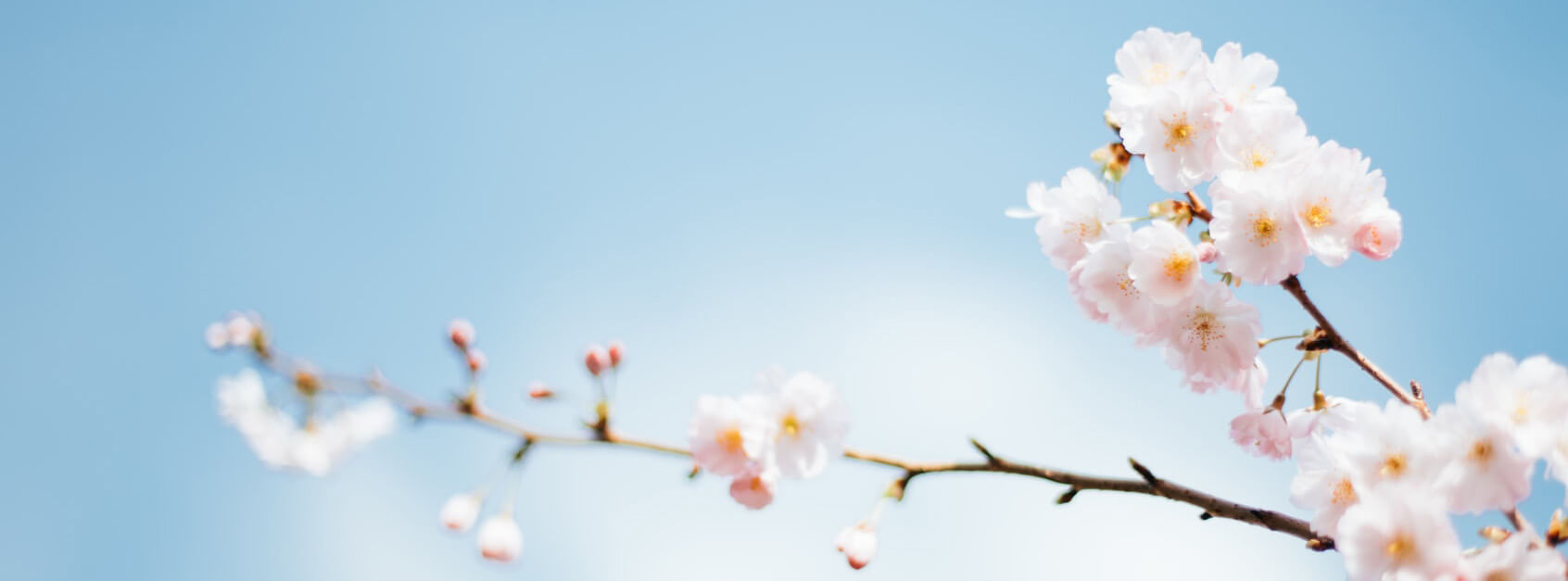 碧蕾